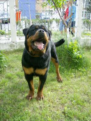 rottweiler