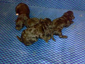 Vand catei caniche