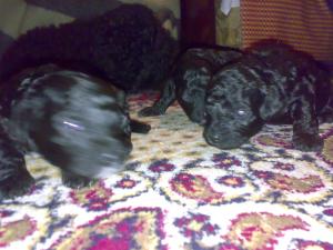 Vand catei caniche