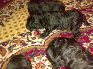 Vand catei caniche