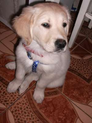 golden retriver,  cu pedigre,  carnet de sanatate,  vaccinat complet,  varsta 4 luni,  jucaus si dra