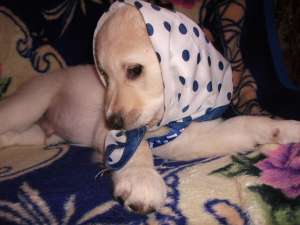 golden retriver,  cu pedigre,  carnet de sanatate,  vaccinat complet,  varsta 4 luni,  jucaus si dra