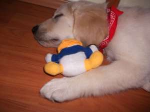 golden retriver,  cu pedigre,  carnet de sanatate,  vaccinat complet,  varsta 4 luni,  jucaus si dra