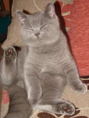 vand pui british shorthair