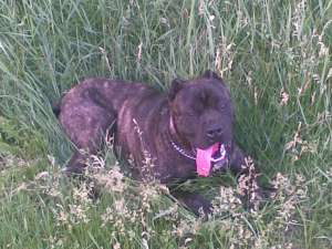 vand cane corso varsta 2 ani