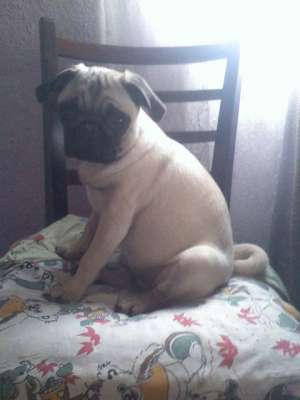 vand catelusa mops-pug