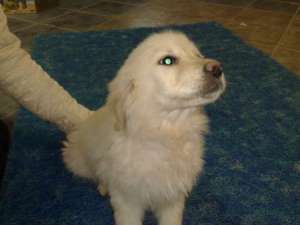 Golden retriever de vanzare