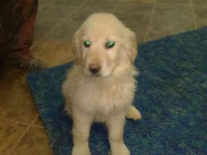 Golden retriever de vanzare