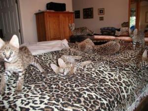 Caracals,  servals,  Bob pisoi şi Ocelots de v�nzare
