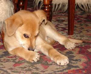 Pui delicat frumos spre adoptie