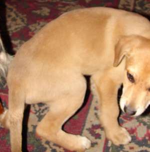 Pui delicat frumos spre adoptie