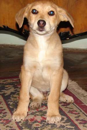 Pui delicat frumos spre adoptie