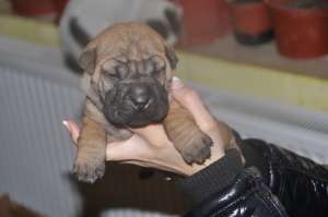 shar-pei de vanzare