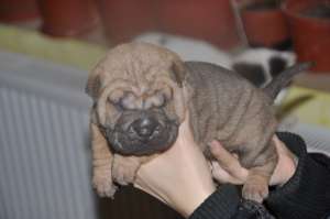 shar-pei de vanzare