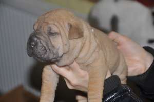 shar-pei de vanzare