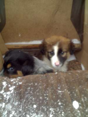 dau spre adoptie