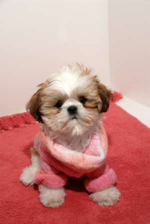 cumpar shih-tzu sau yorkshire terrier