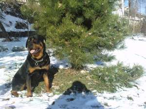 van pui rottweiler talie mare