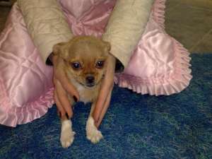Chihuahua de vanzare