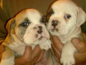 VAND BULDOG ENGLEZ 400 EURO