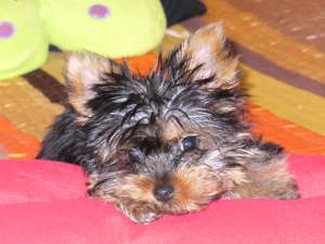 YORKSHIRE TERRIER TOY