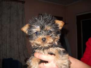 YORKSHIRE TERRIER TOY