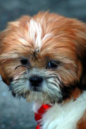 VAND PUI SHIH-TZU