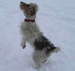 VAND FOX TERRIER
