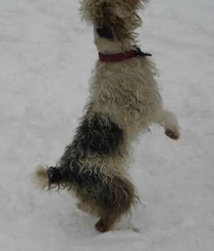 VAND FOX TERRIER