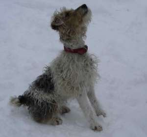 VAND FOX TERRIER