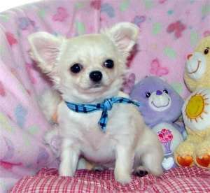 chihuahua puppies for adoption
