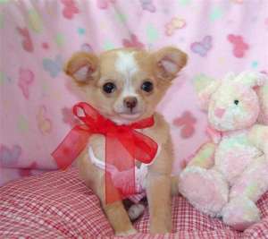 chihuahua puppies for adoption