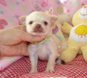 chihuahua puppies for adoption