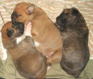 vand pui boxer german