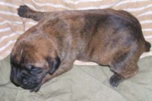 vand pui boxer german