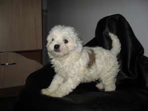 Bichon HAVANESE