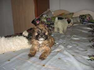 Bichon HAVANESE