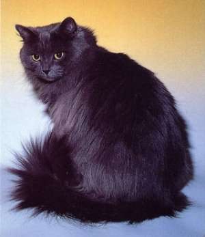 adopt sau cumpar