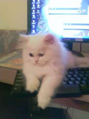 adopt sau cumpar