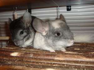CHINCHILLA SUPERBE DE VANZARE