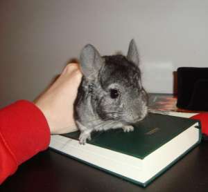 CHINCHILLA SUPERBE DE VANZARE