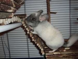 CHINCHILLA SUPERBE DE VANZARE