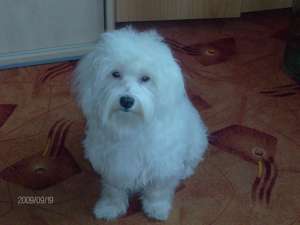 OFER SPRE MONTA BICHON MALTEZ SUPERB