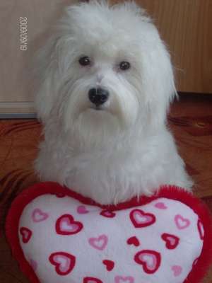 OFER SPRE MONTA BICHON MALTEZ SUPERB