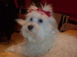 OFER SPRE MONTA BICHON MALTEZ SUPERB