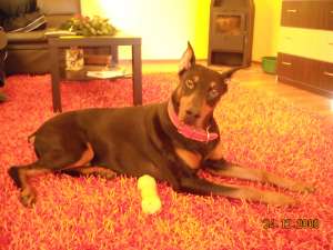 vand doberman
