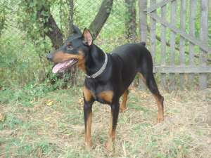vand doberman