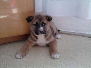 vand akita inu