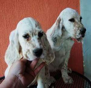 vand pui de setter englez orange belton