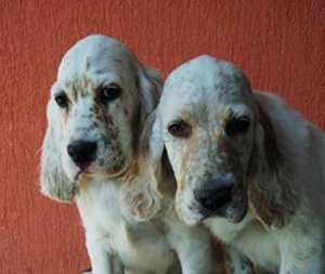 vand pui de setter englez orange belton